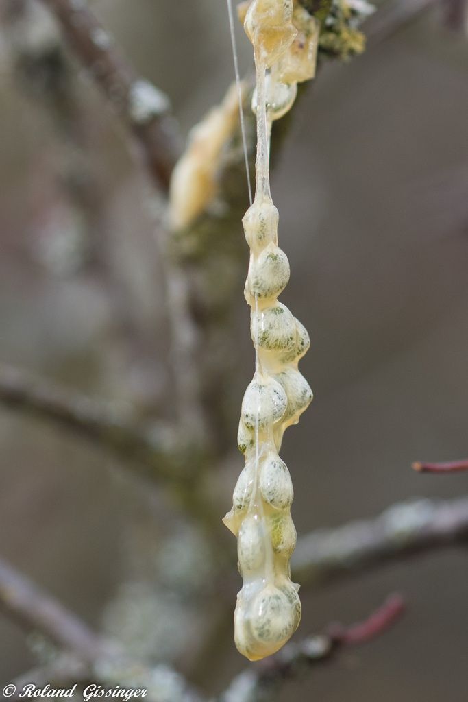 Quiz Anab du jeudi (16 février)