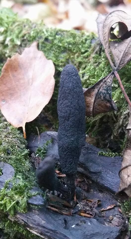 Xylaire polymorphe, doigt du diable, doigt de l’homme mort ANAB Association Nature Alsace Bossue