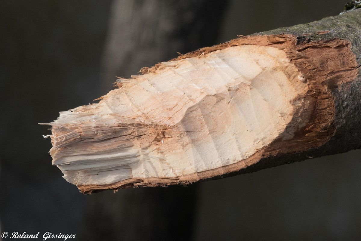 coupe de branche et de végétaux par le Castor européen,(Castor fiber)
