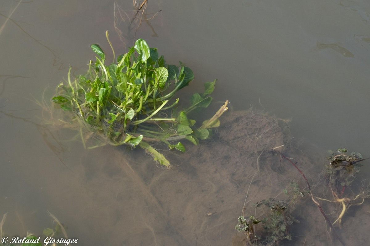 coupe de branche et de végétaux par le Castor européen,(Castor fiber)