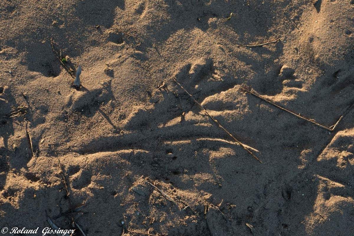 Trace de patte postérieure et antérieure du Castor européen,(Castor fiber)