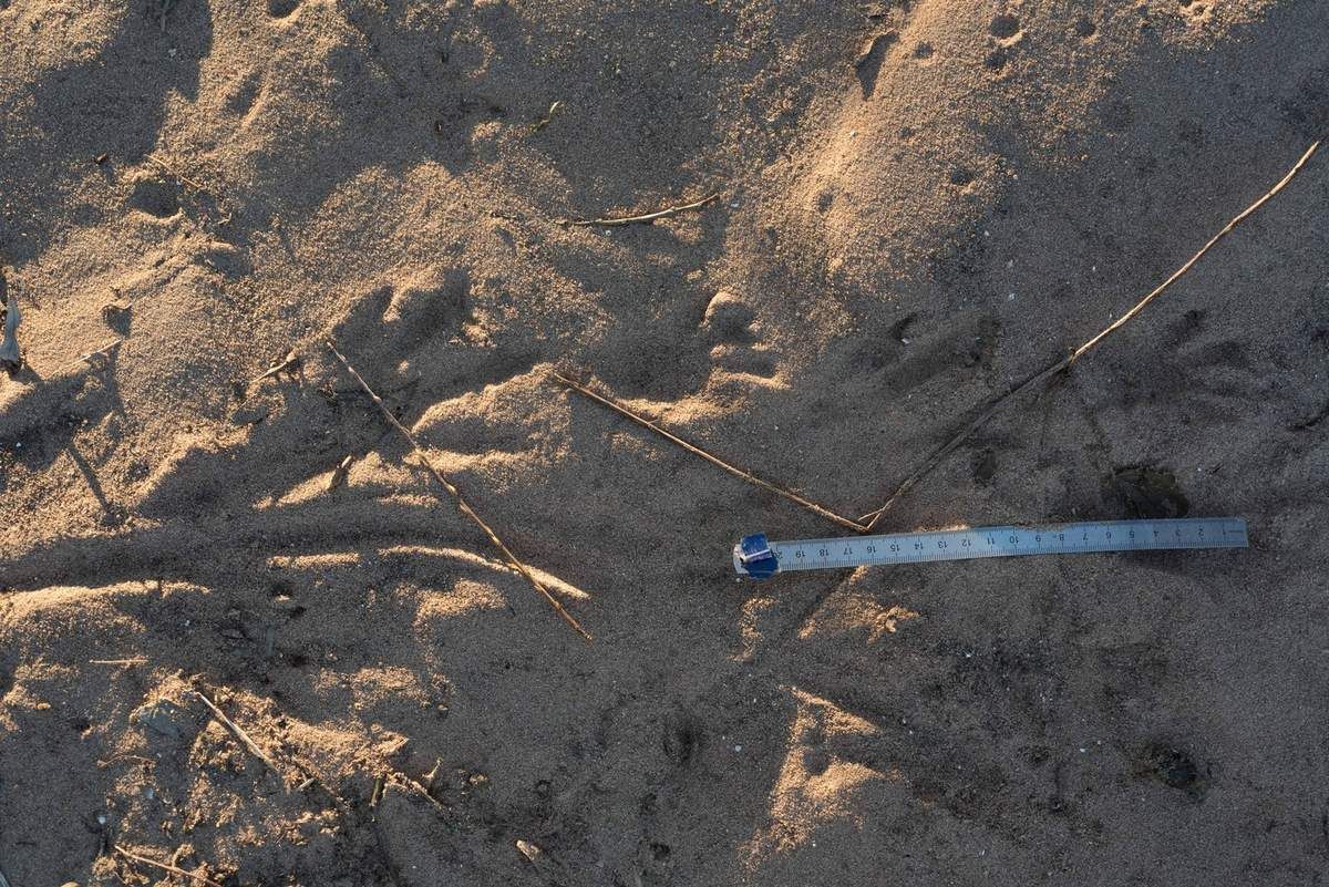 Trace de patte postérieure et antérieure du Castor européen,(Castor fiber)