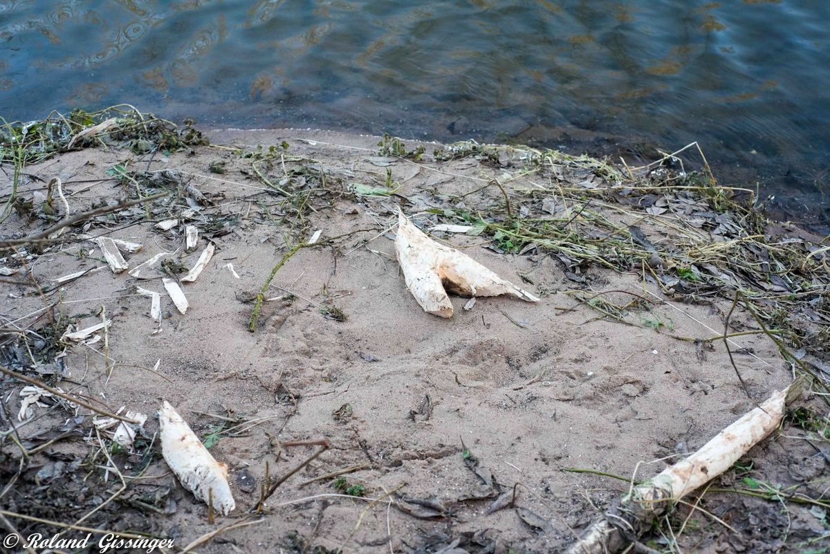 Ecorçage de troncs par le Castor européen Castor fiber . Réfectoire à castor sur une plage avec pièces et copeaux (Castor fiber)