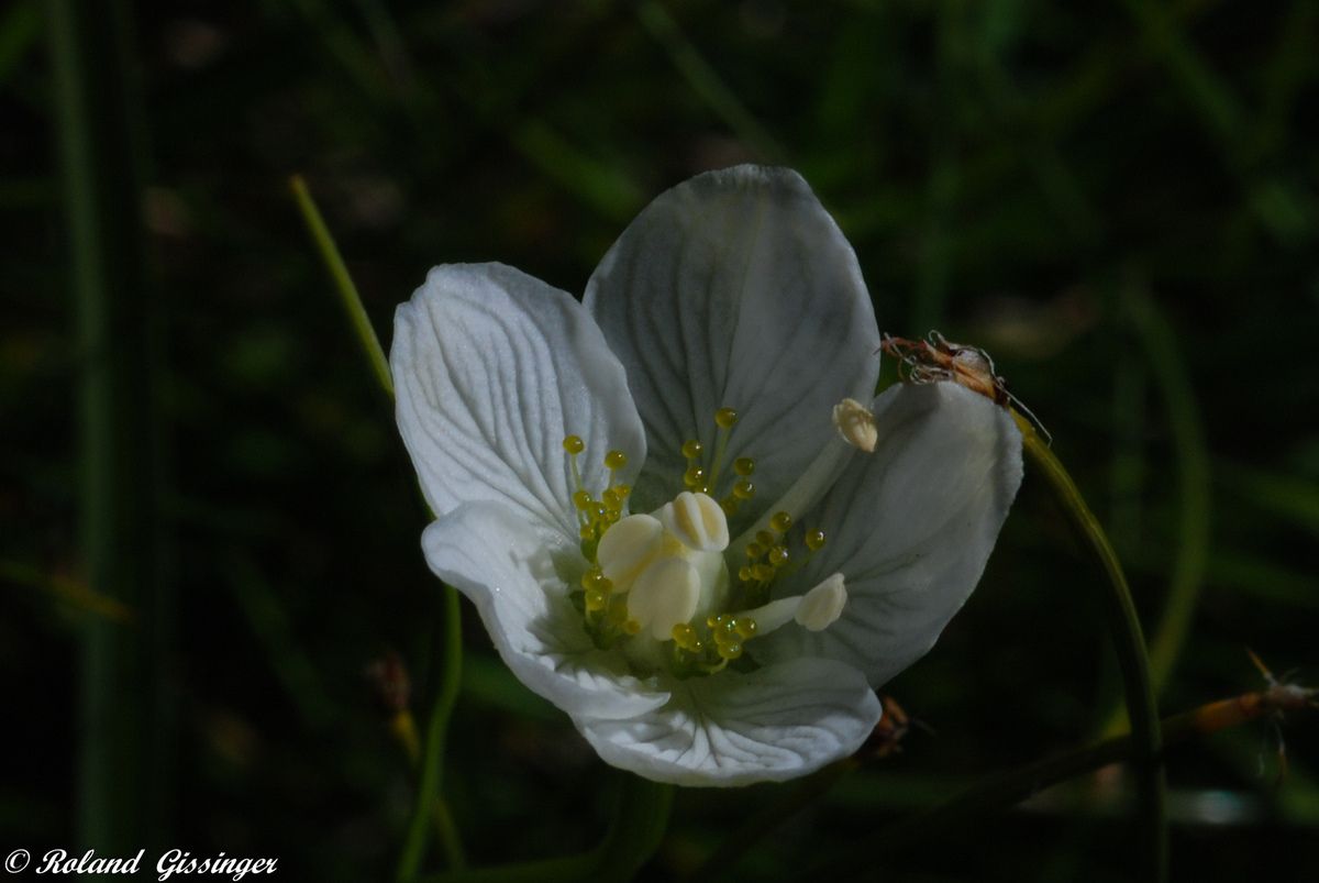 Parnassie des marais, Hépatique blanche (Parnassia palustris). ANAB