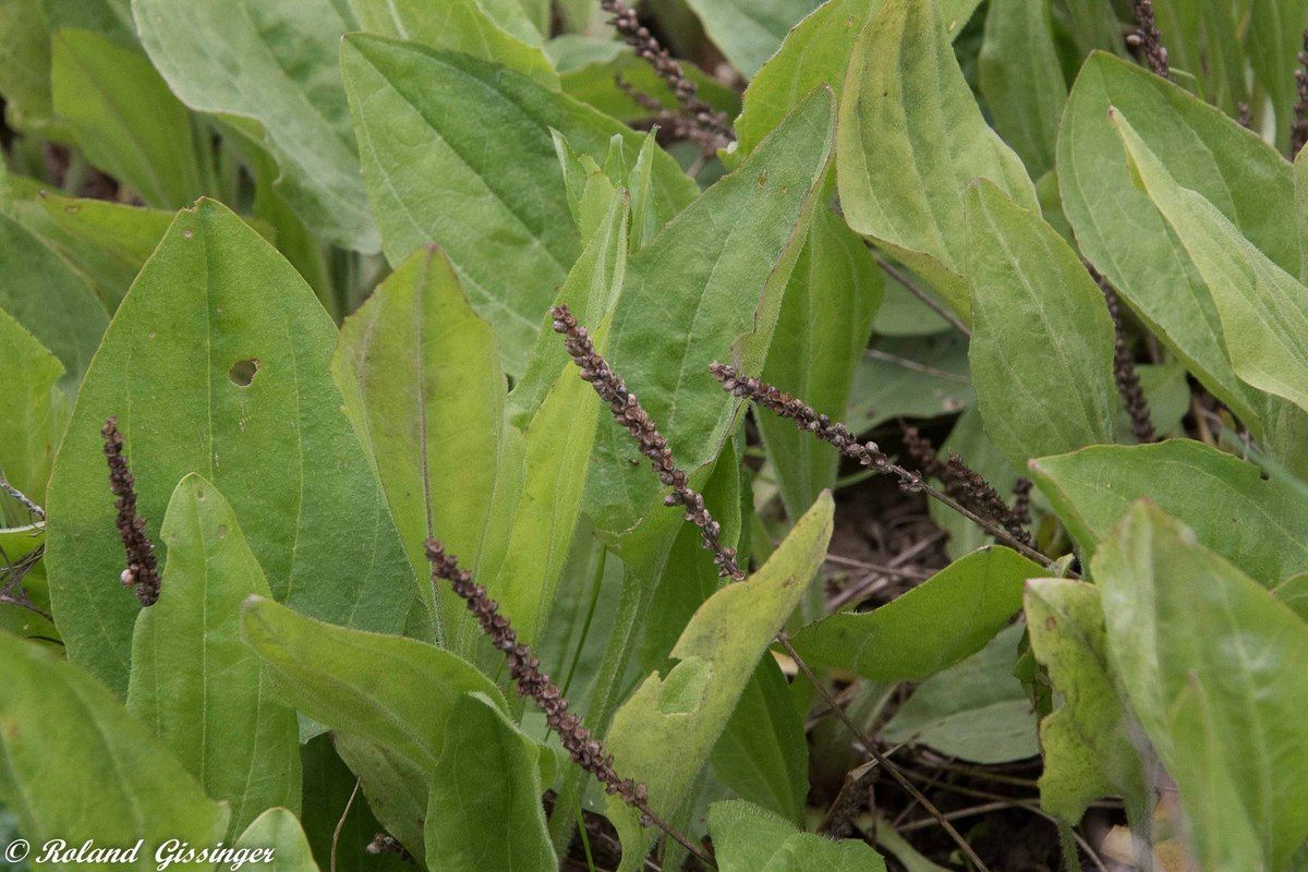 Détails fleurs et fruits de  Plantain majeur, Grand plantain  (Plantago major)