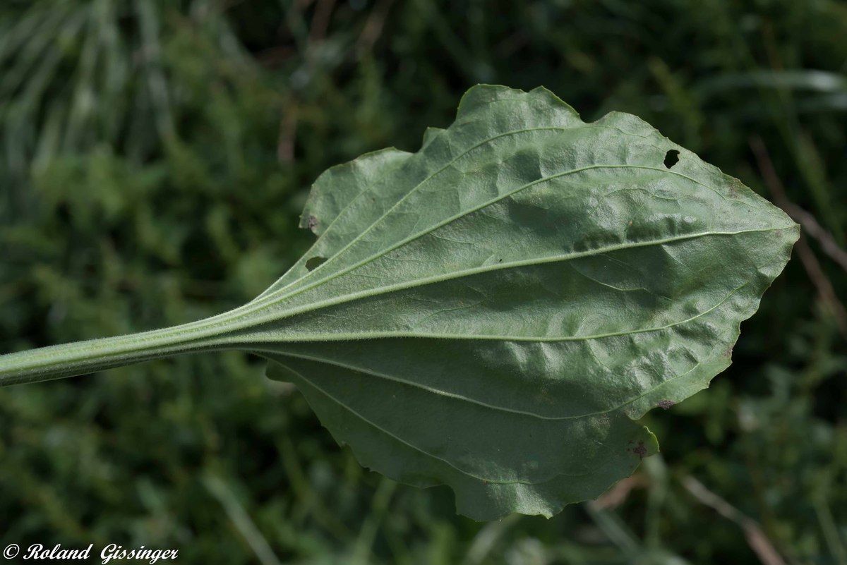 Epi et feuille de  Plantain majeur, Grand plantain  (Plantago major)