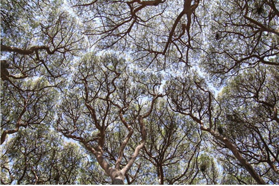 A Antibes, les arbres du jardin botanique de la villa Thuret - 