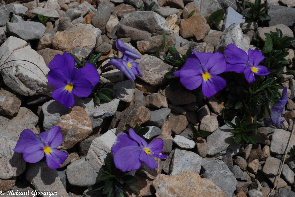La rare Pensée du Mont Cenis - Viola cenisia