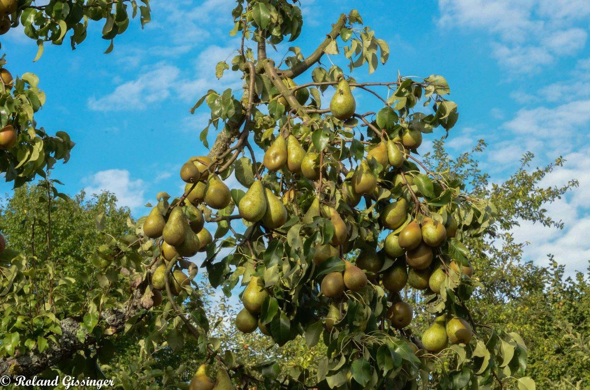 Fruits de Poirier commun, poirier cultivé (Pyrus communis )