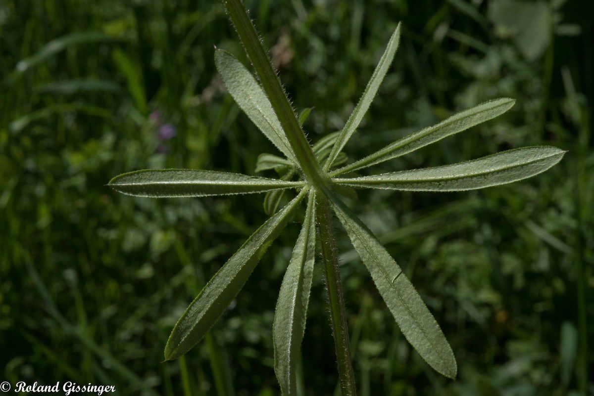 Plante  et vues des feuilles dessus et dessous de  Gaillet gratteron, Herbe collante  (Galium aparine) 