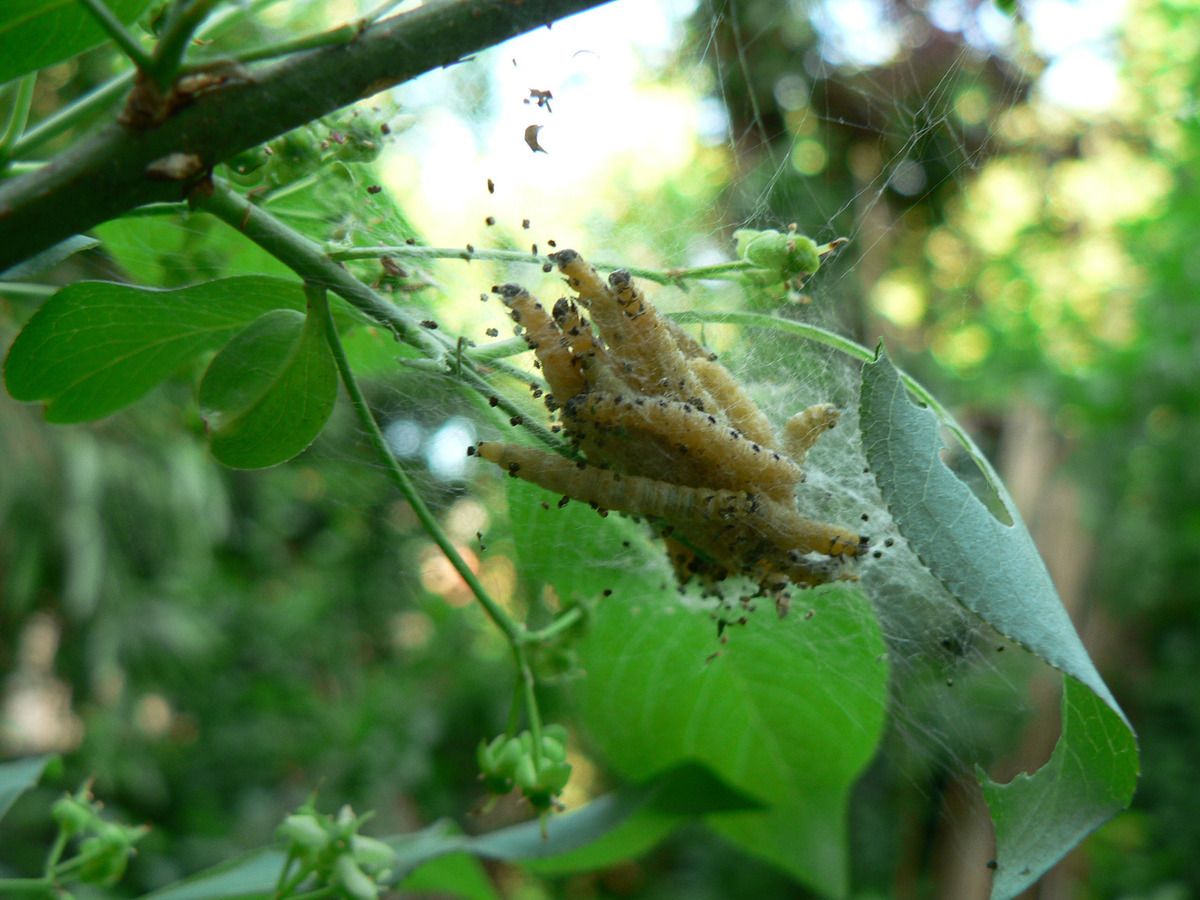 Chenilles de l'Hyponomeute du fusain (Yponomeuta cagnagella ) - Constater la nature grégaire de cette espèce- Photos Raymonde Virion (Anab)