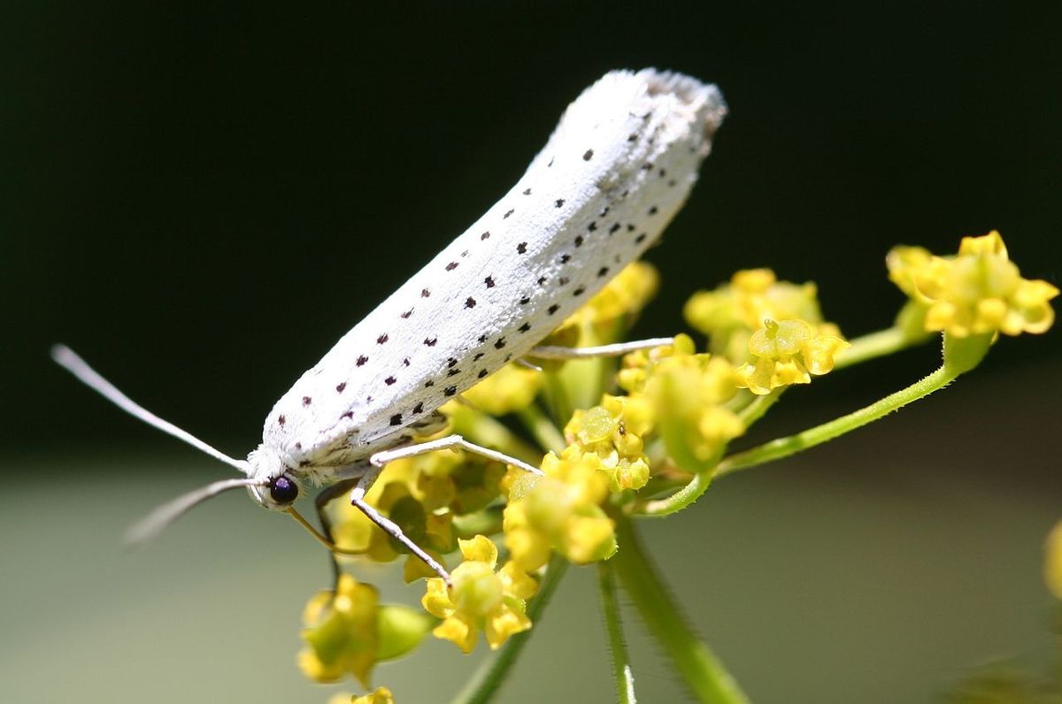 L'Hyponomeute du fusain (Yponomeuta evonymella) photo common Wikipedia