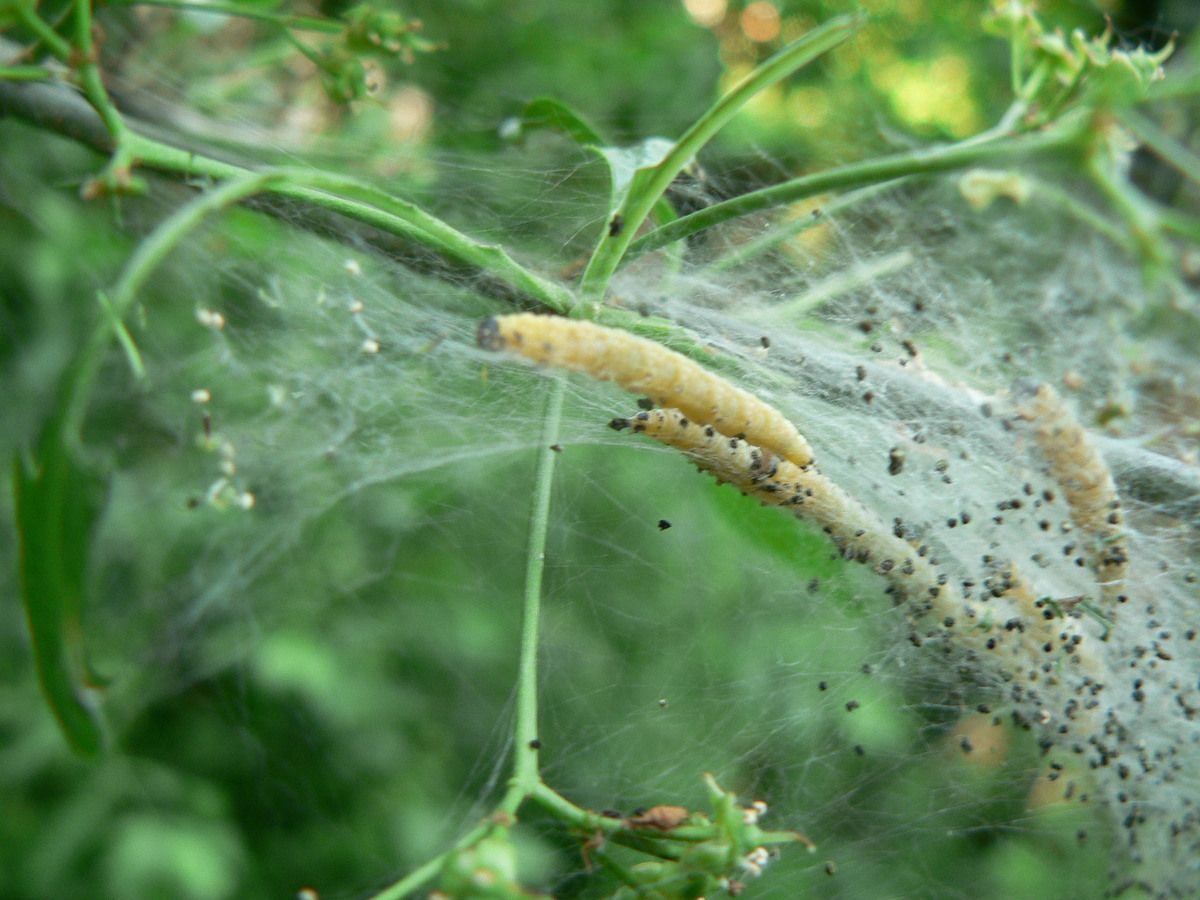 Chenilles de l'Hyponomeute du fusain (Yponomeuta cagnagella ) - Constater la nature grégaire de cette espèce- Photos Raymonde Virion (Anab)