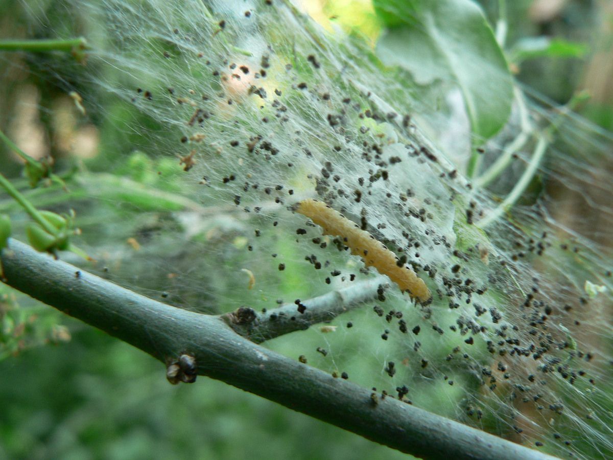 Chenilles de l'Hyponomeute du fusain (Yponomeuta cagnagella ) - Constater la nature grégaire de cette espèce- Photos Raymonde Virion (Anab)