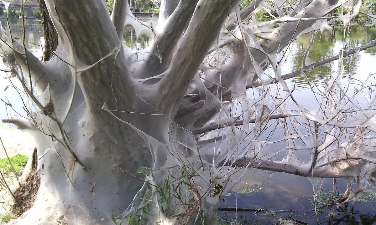 Hyponomeute du Saule. Photo sans trucage, ne provenant pas d'un film d'horreur , incroyable non ? Merci à Jean-Claude Lincker ...de cette photo.