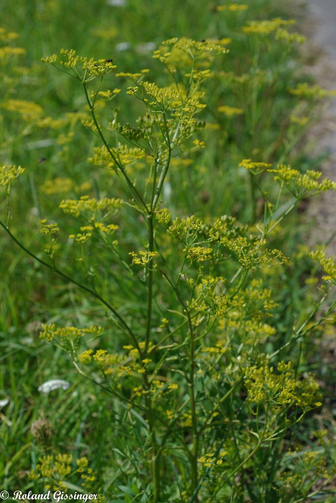 Le Panais Brulantf Anab Association Nature Alsace Bossue