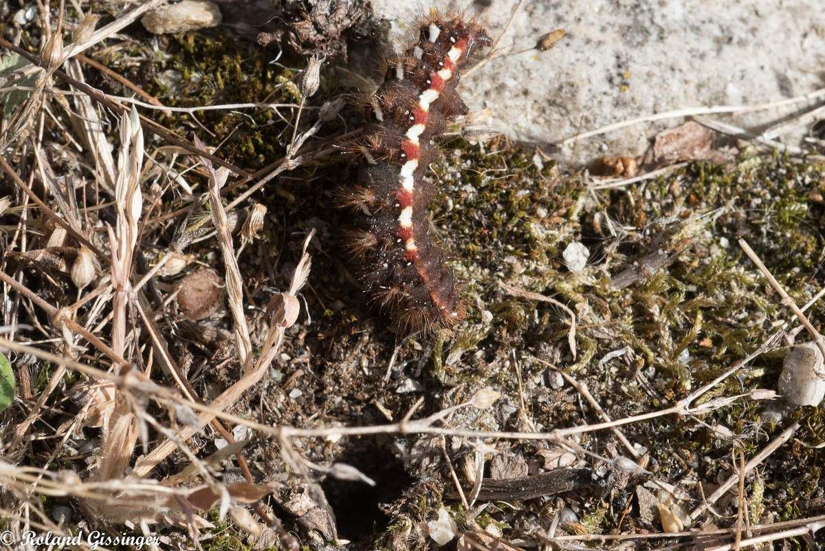 chenille de la Noctuelle de la patience, (Acronicta rumicis)