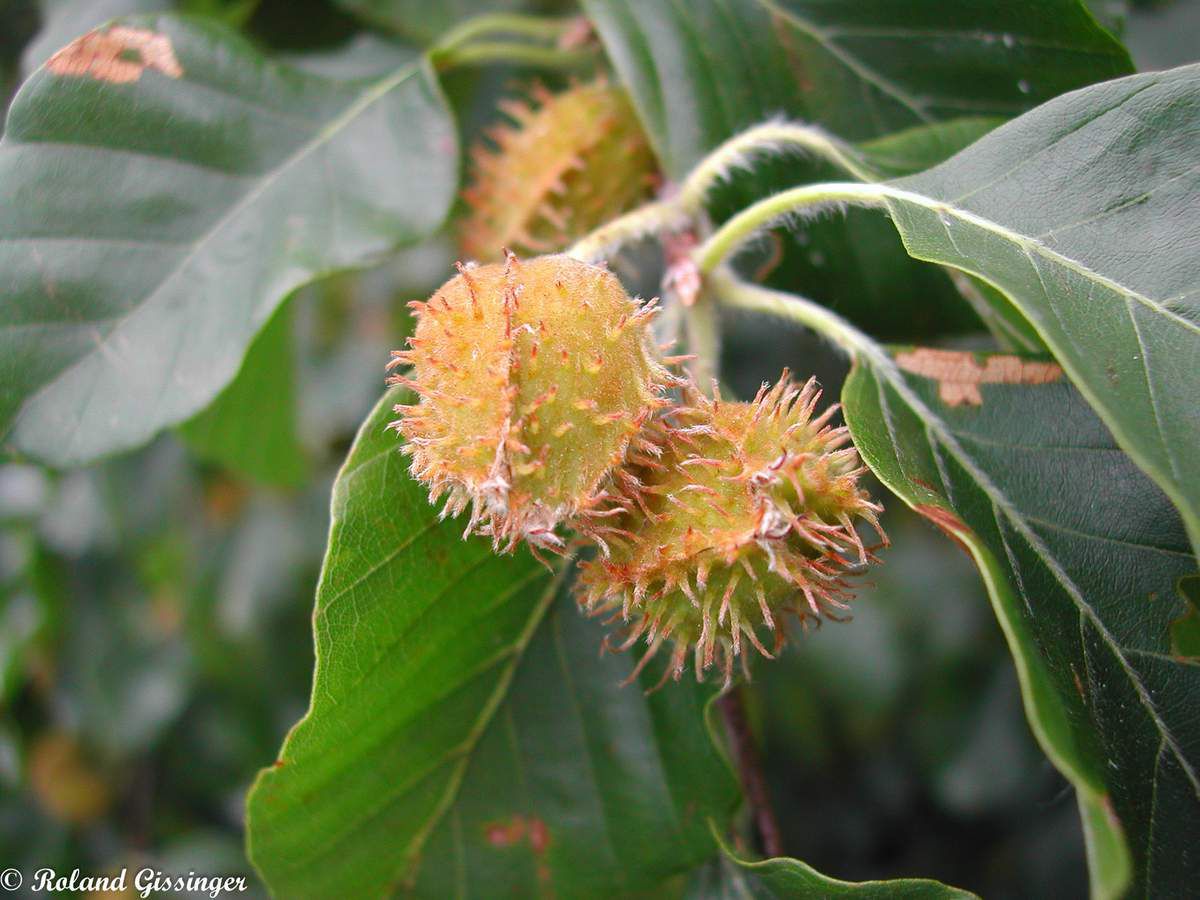 Les amours du hêtre (ou Fouteau ou Fayard) arbre du mois ANAB Association Nature Alsace Bossue Les amours du hêtre (ou Fouteau ou Fayard) arbre du mois ANAB Association Nature Alsace Bossue