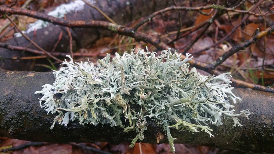 Pseudevernia furfuracea Photo Gilles Weiskircher