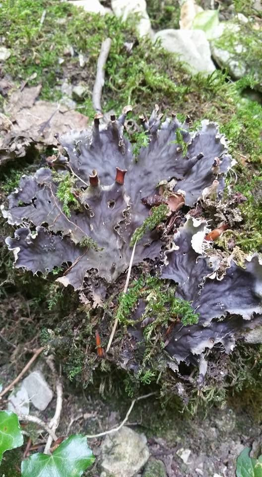 Peltigera membranacea Photos Gilles Weiskircher (Anab)