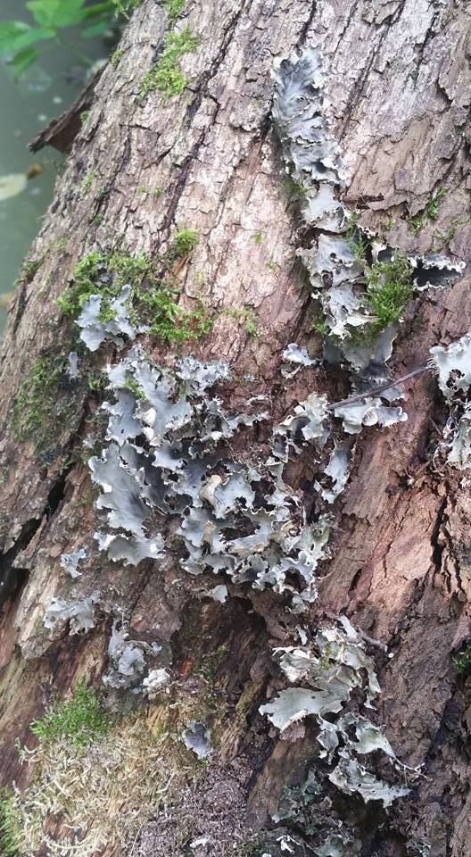 Peltigera membranacea Photos Gilles Weiskircher (Anab)