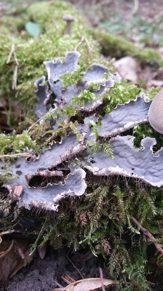 Peltigera membranacea Photos Gilles Weiskircher (Anab)