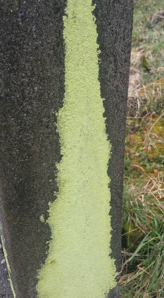 Psilolechia lucida Photo Gilles Weiskircher (Anab)