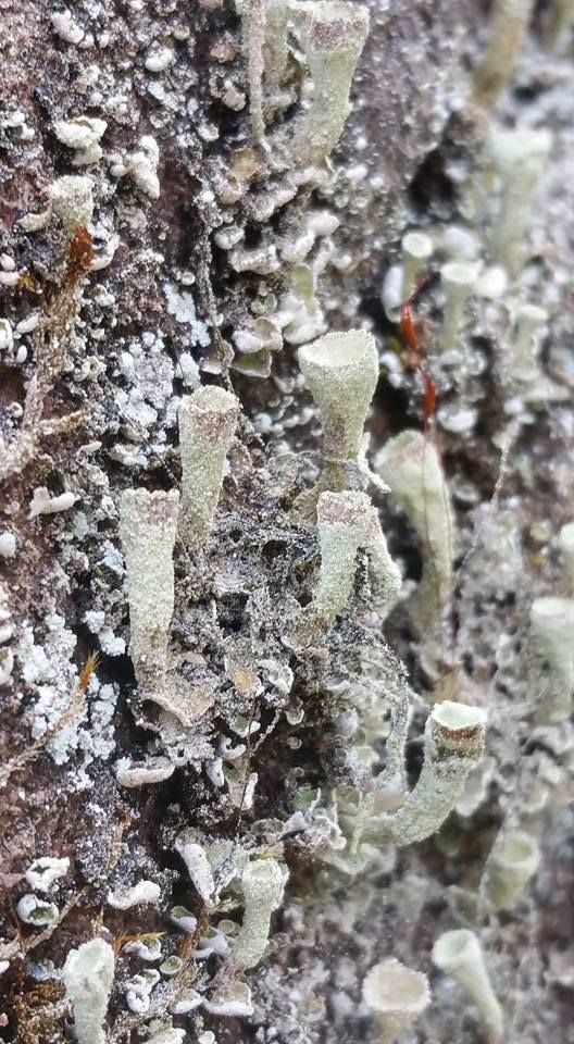 Cladonia fimbriata -Photos Gilles Weiskircher (Anab)