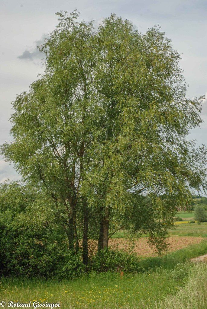 saule sirds saule sirds