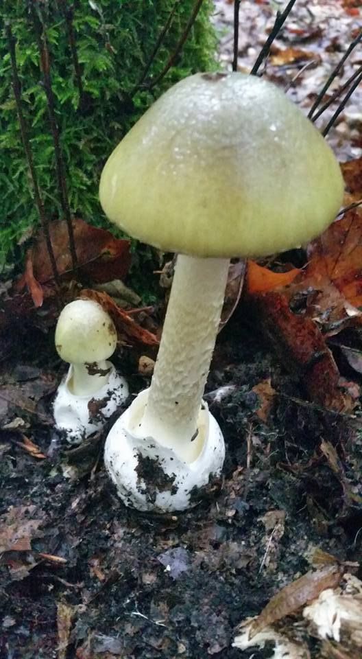 Amanite phalloïde (Amanita phalloides)- Photo Gilles Weiskircher (Anab)