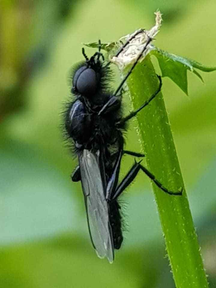 Mouche de la Saint Marc, Mouche de l’aubépine ANAB Association Nature Alsace Bossue