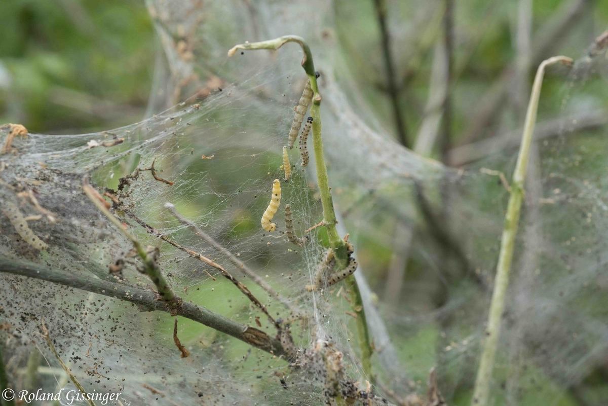 Chenilles d'une cousine Yponeumeuta cagnagella