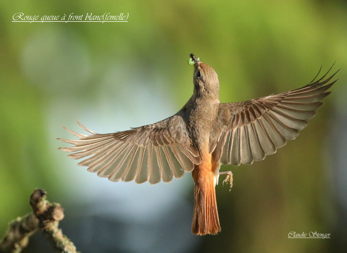 Femelle de Rougequeue à front blanc (Phoenicurus phoenicurus) Photos Claudie Stenger