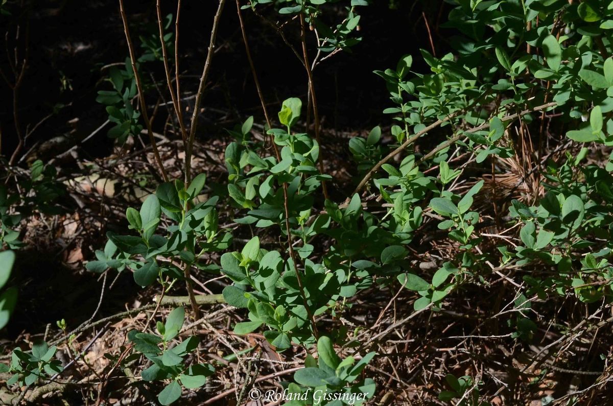 Airelle des marais, Orcette ANAB Association Nature Alsace Bossue