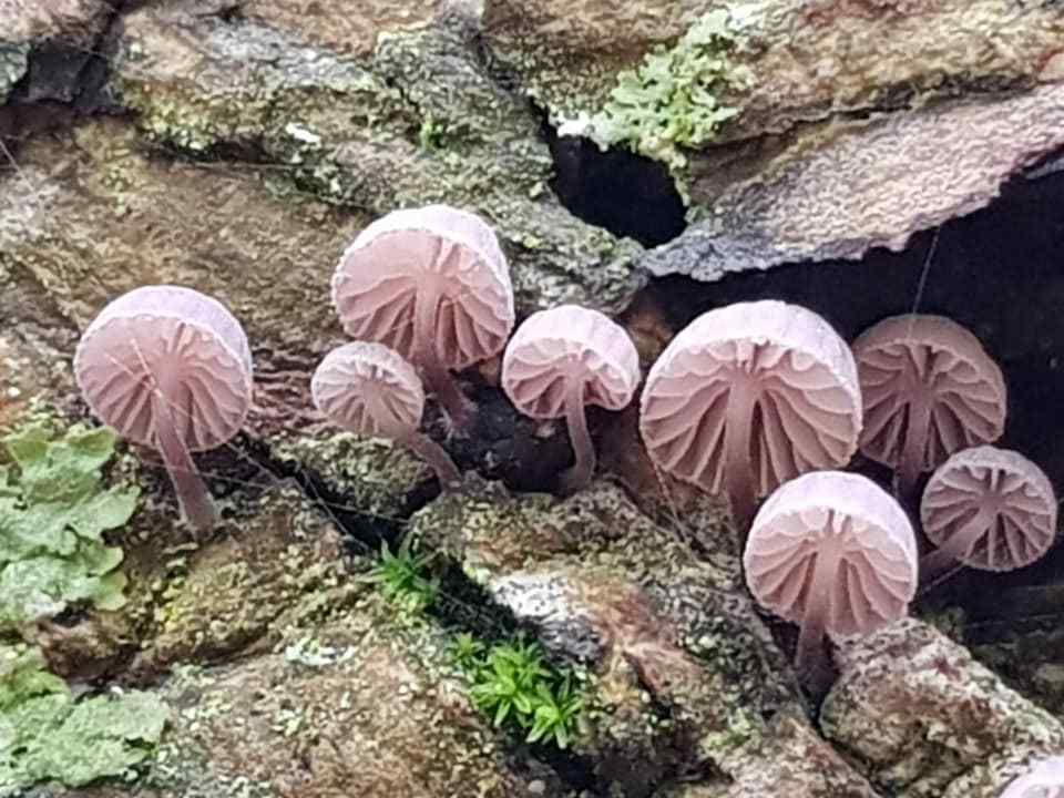 Mycène corticole brun (Mycena meliigena ) Photos Gilles Weiskircher (Anab)