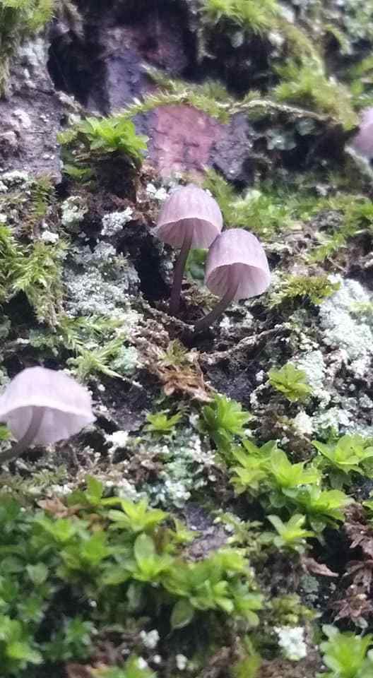 Mycène corticole brun (Mycena meliigena ) Photos Gilles Weiskircher (Anab)