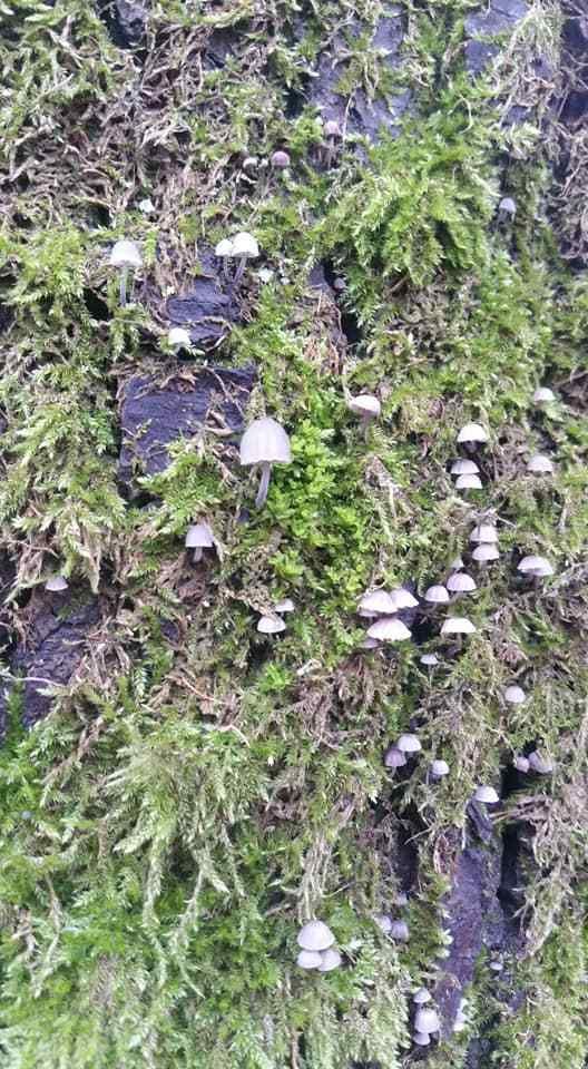 Mycène corticole brun (Mycena meliigena ) Photos Gilles Weiskircher (Anab)