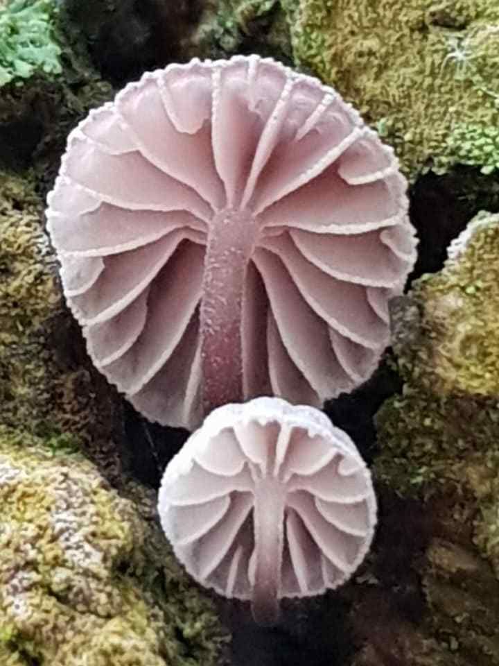 Mycène corticole brun (Mycena meliigena ) Photos Gilles Weiskircher (Anab)