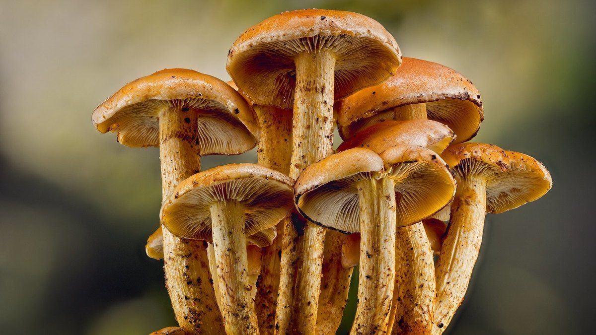 Esthétique des champignons avec les photos de Pierre Kessler (Anab)