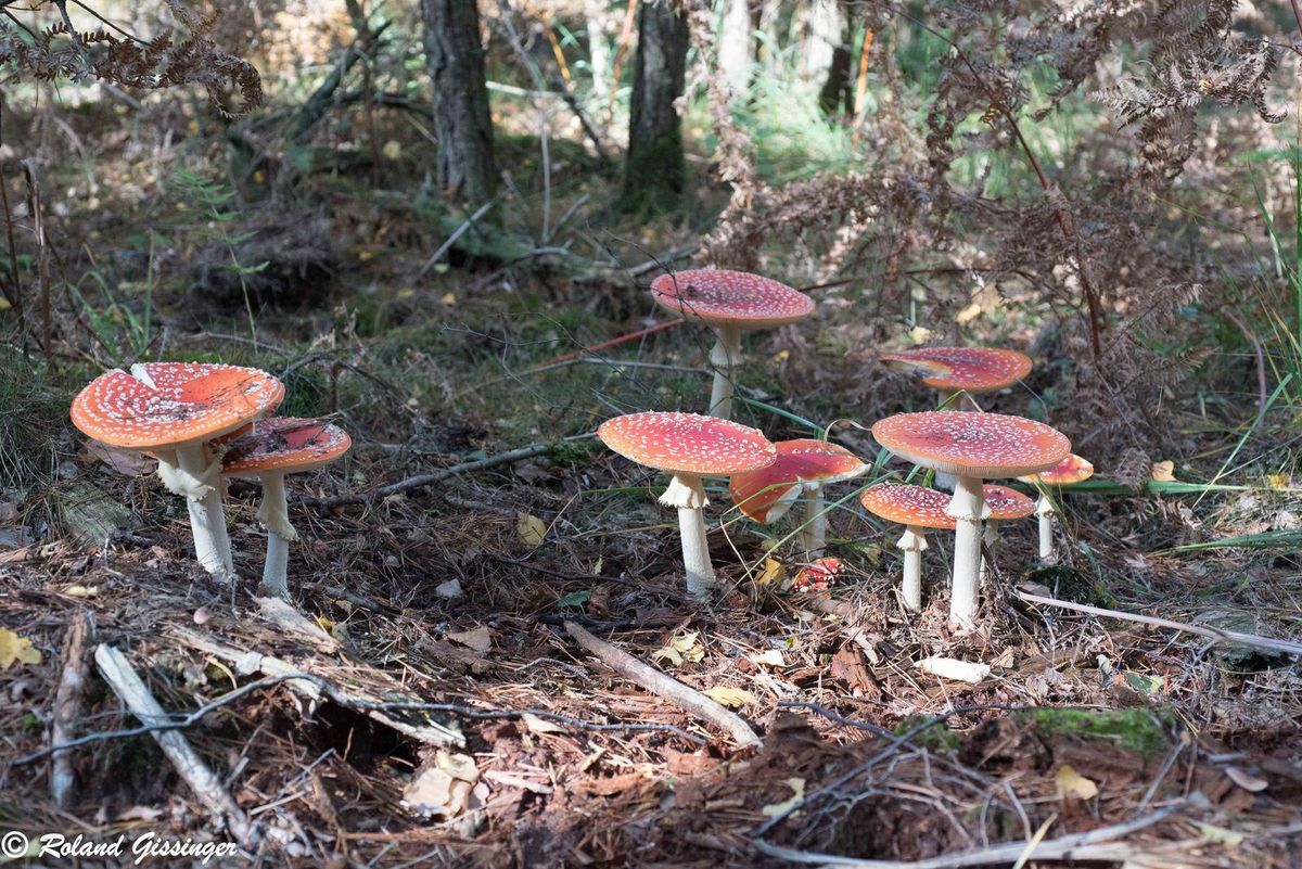 Champignons en bandes