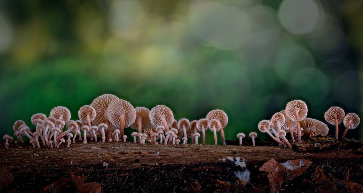 Esthétique des champignons avec les photos de Pierre Kessler (Anab)