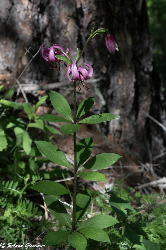 Lis martagon, Lis de Catherine (Lilium martagon