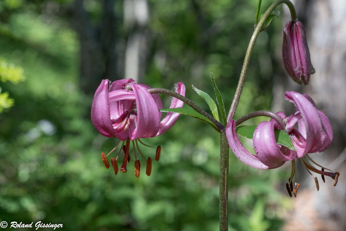 Lis martagon, Lis de Catherine (Lilium martagon