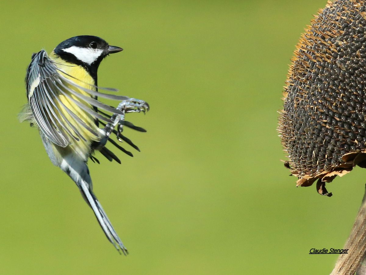Mesange Charbonniere Anab Association Nature Alsace Bossue