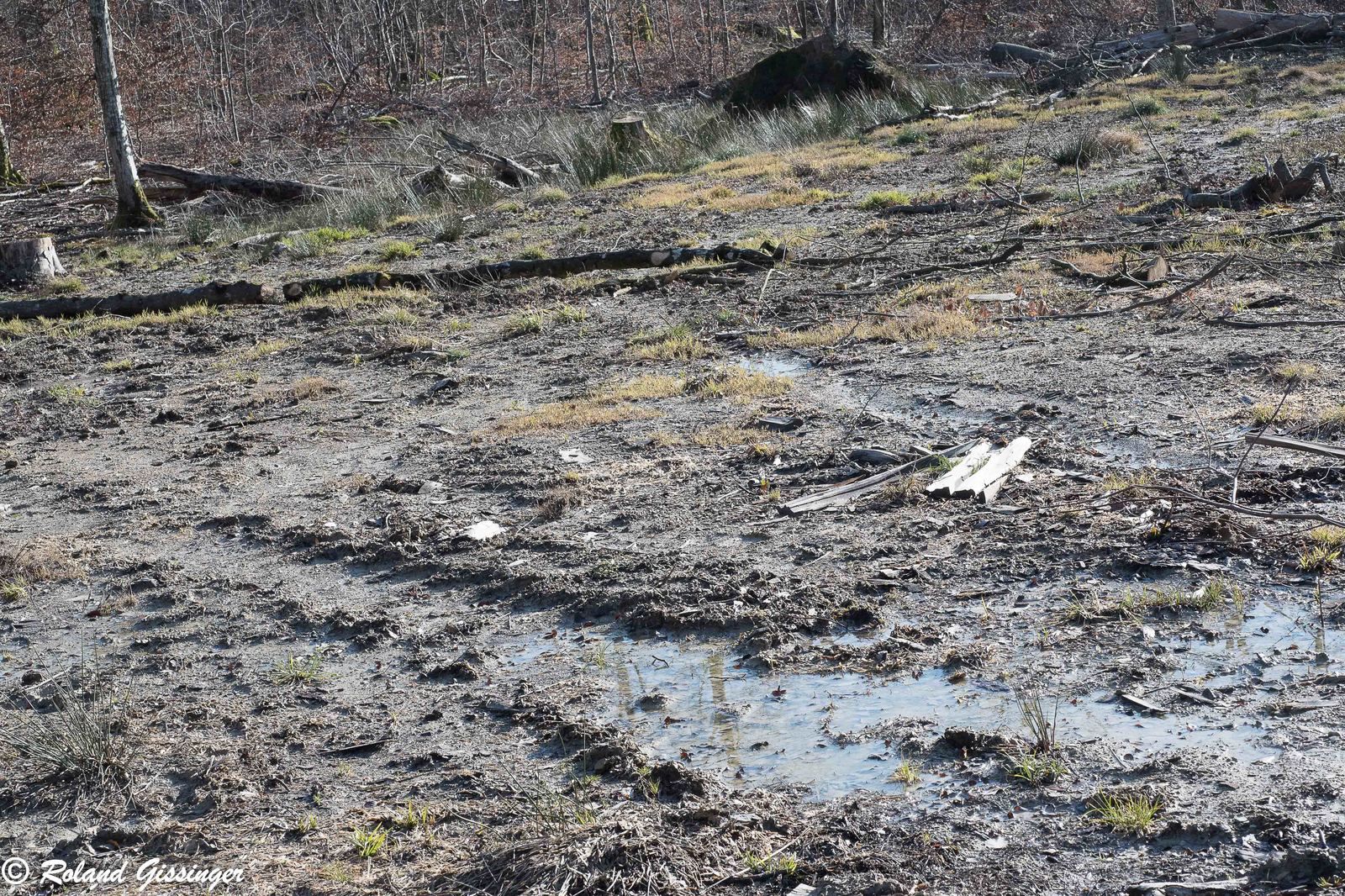 sols imperméables et retournés- apparition du Tussilage (Tussilago farfara) 