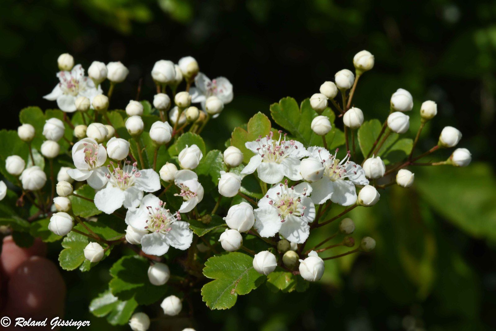 Naturix24 1 Kg De Sachets De 1 Kg