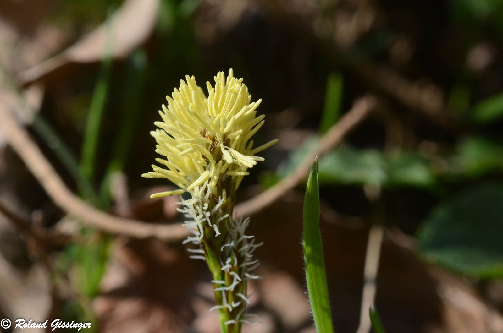 Laîche aiguë (Carex acuta) et Laîche du printemps (Carex caryophyllea)