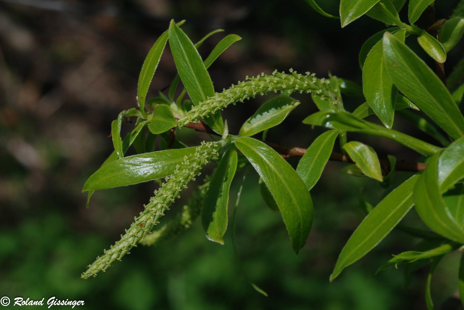 Saule Blanc Saule Commun Anab Association Nature Alsace Bossue
