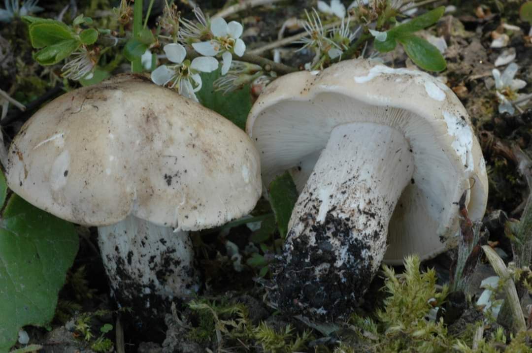 Le Mousseron Ou Tricholome De La Saint Georges Anab Association Nature Alsace Bossue