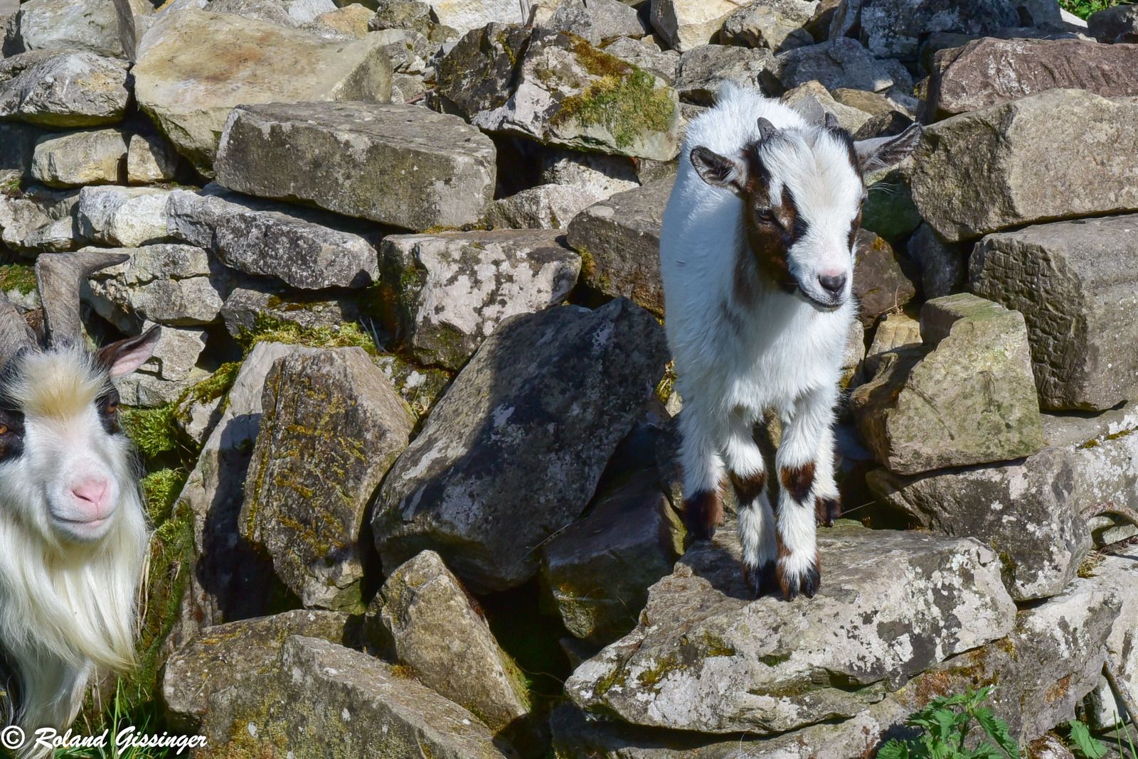 Animaux domestiques dont chevaux de race ardennaise